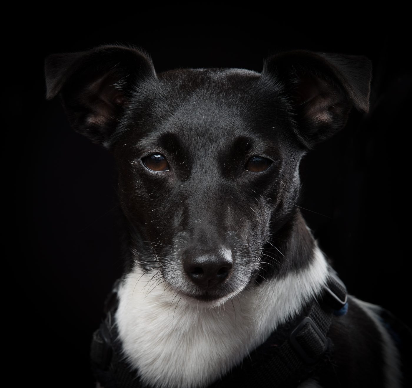 Millie, Dawn’s black-and-white Jack Russell, looking towards the camera