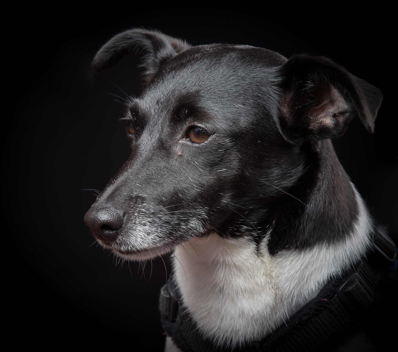 Millie, Dawn’s black-and-white Jack Russell, in profile against a dark background
