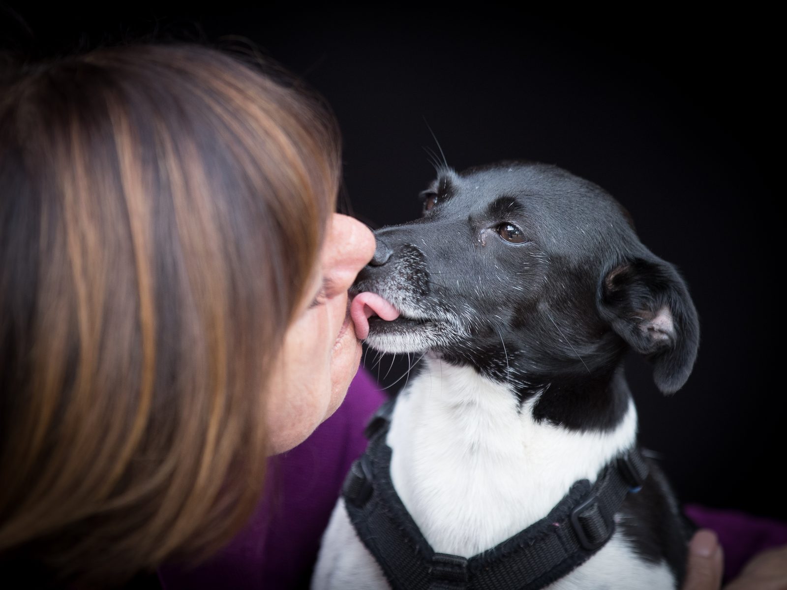 Millie, Dawn’s black-and-white Jack Russell, licking Dawn’s nose as she leans in close