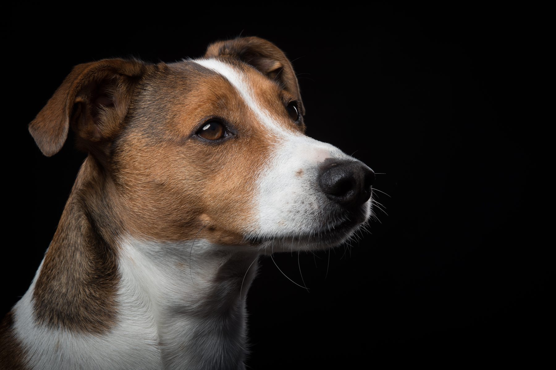 Mylo, Dawn’s tan-and-white Jack Russell, gazing to the right against a dark background