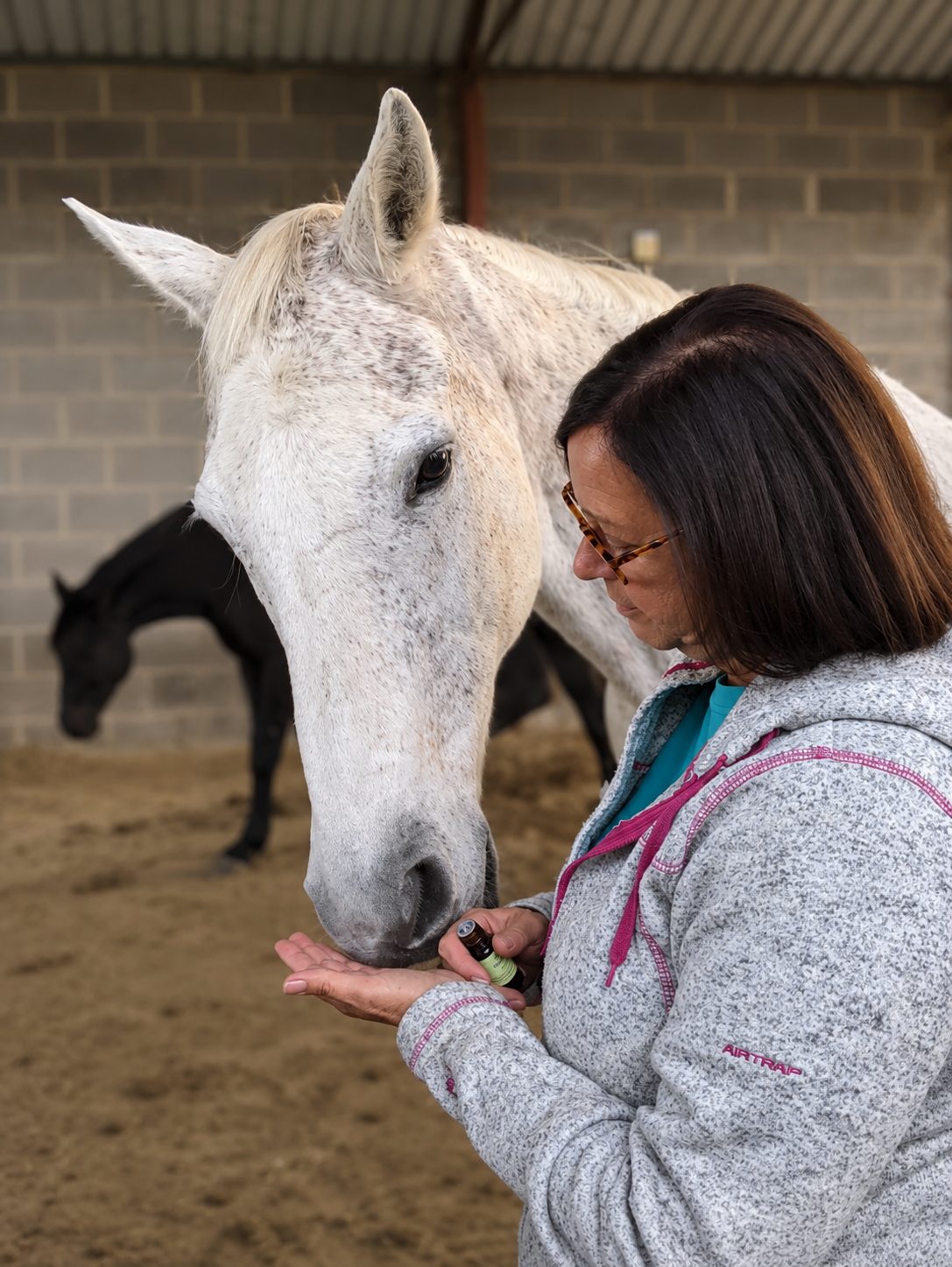 A grey horse lowering its nose to an open hand holding a small bottle of aromatic oil