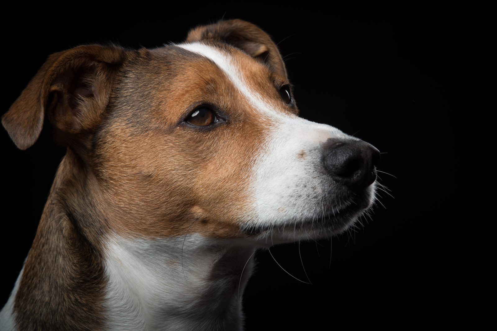 Mylo, Dawn’s tan-and-white Jack Russell, in profile with his ears forward