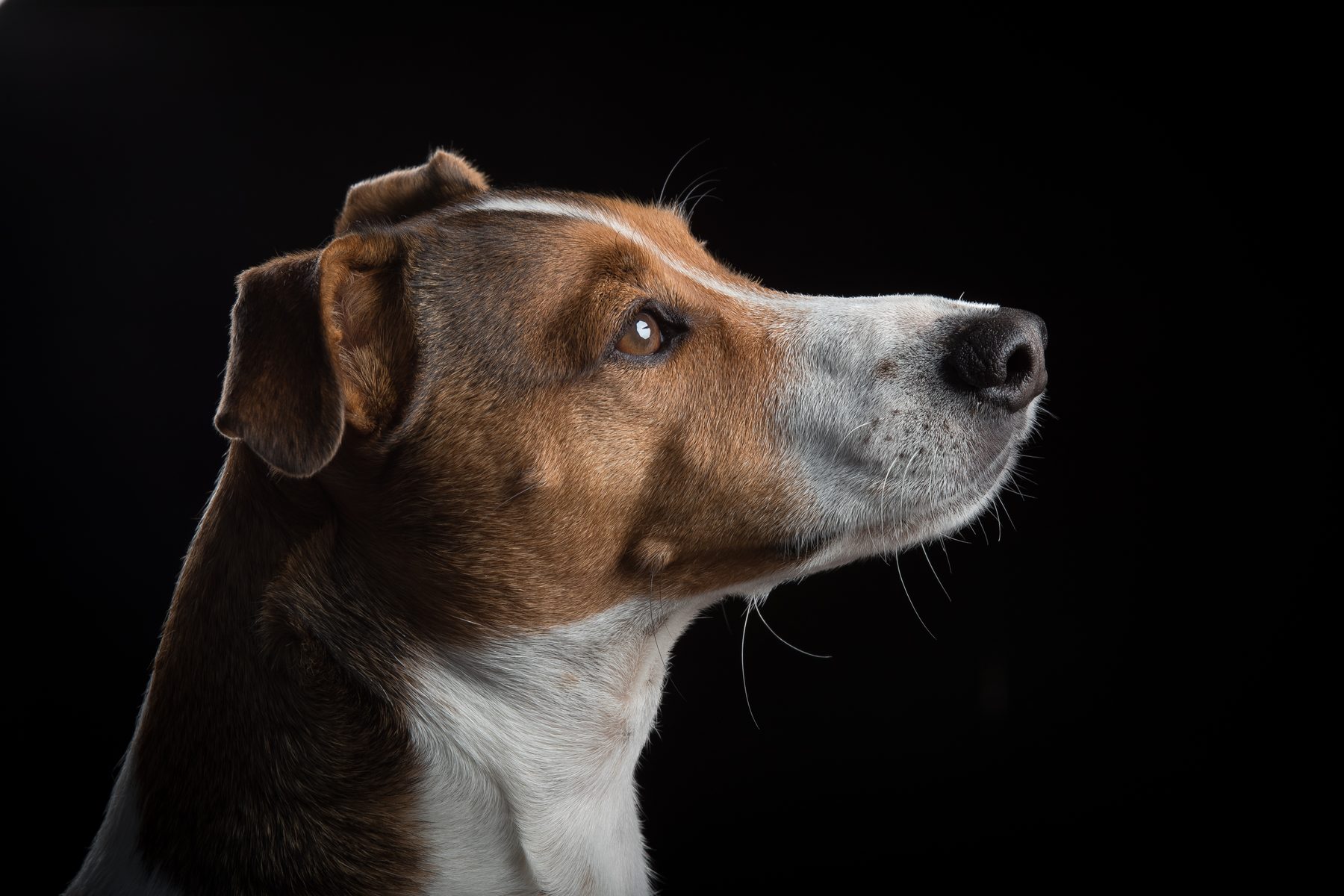 Mylo, Dawn’s tan-and-white Jack Russell, gazing upwards against a dark background