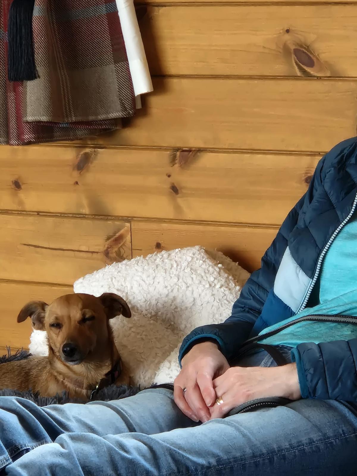 A brown dog resting beside their guardian on a blanket