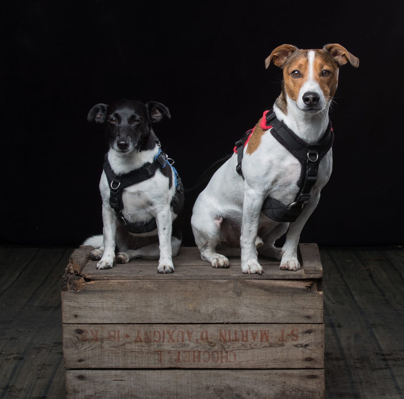 Millie, black-and-white, and Mylo, tan-and-white, sitting side by side on a wooden crate