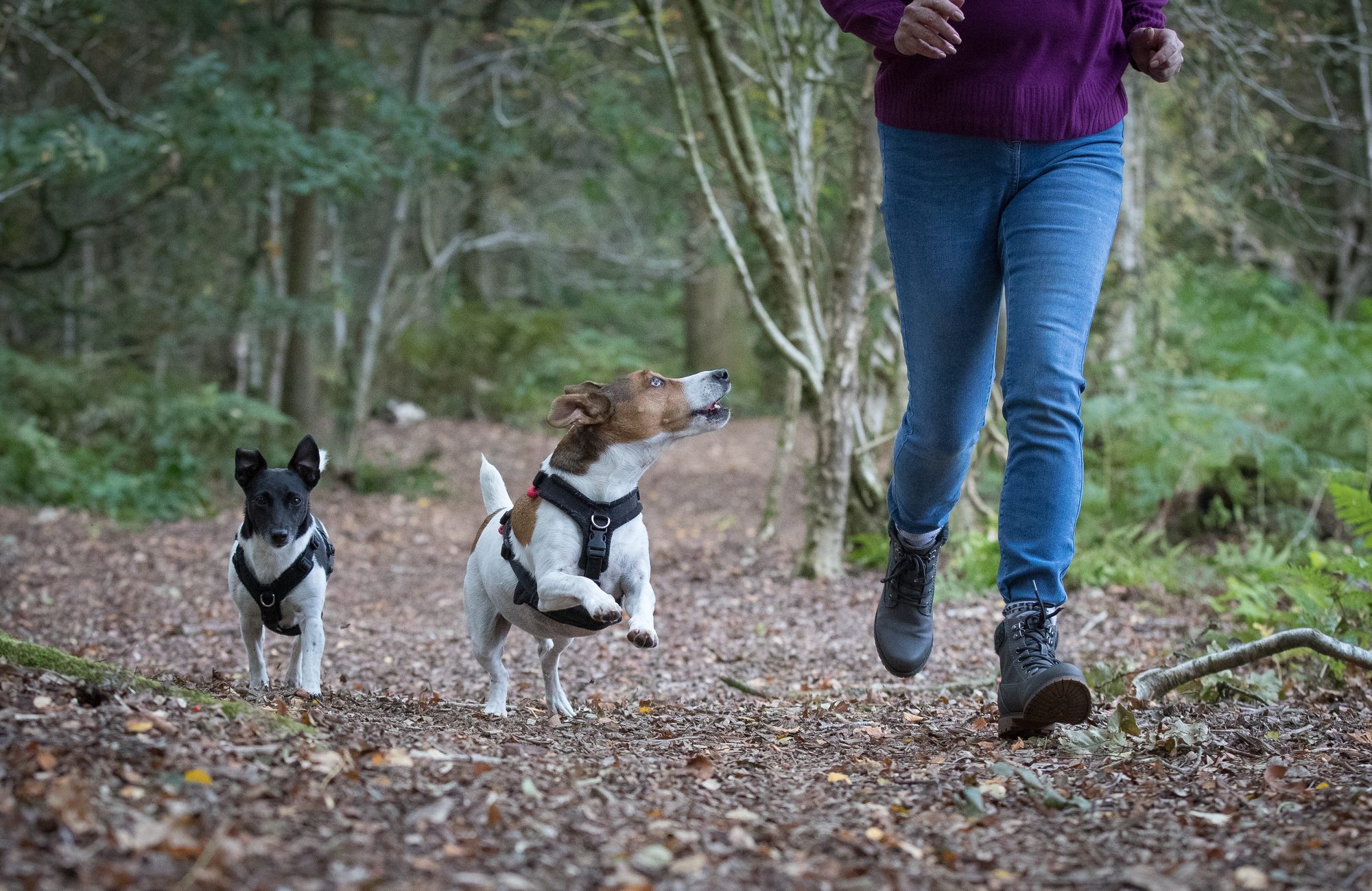 Mylo leaping towards Dawn on a woodland path, with Millie trotting behind