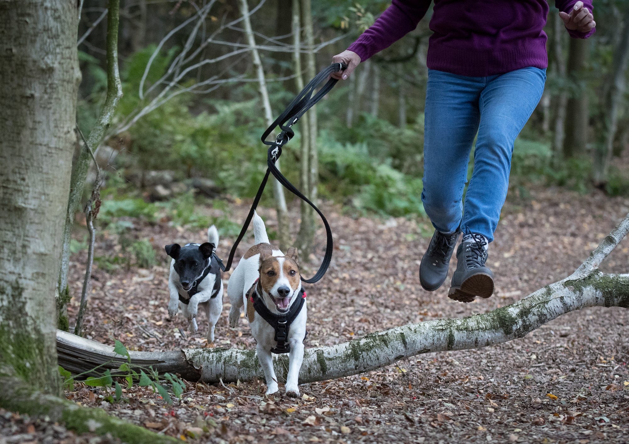 Mylo and Millie bounding over a fallen birch as Dawn steps over it beside them