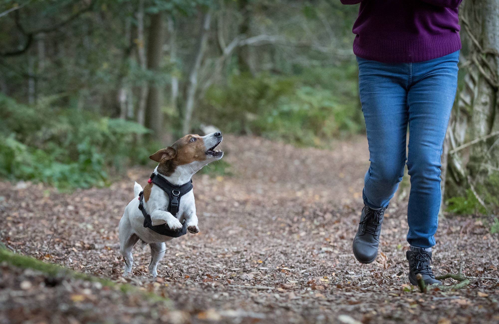 Mylo, Dawn’s tan-and-white Jack Russell, jumping towards her on a woodland path