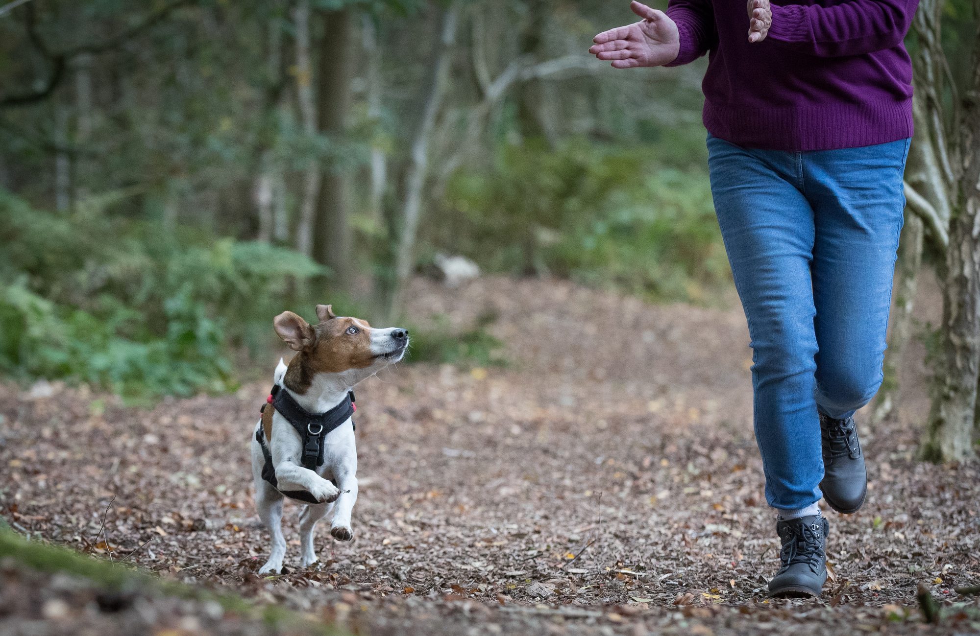Mylo, Dawn’s tan-and-white Jack Russell, running towards her outstretched hand