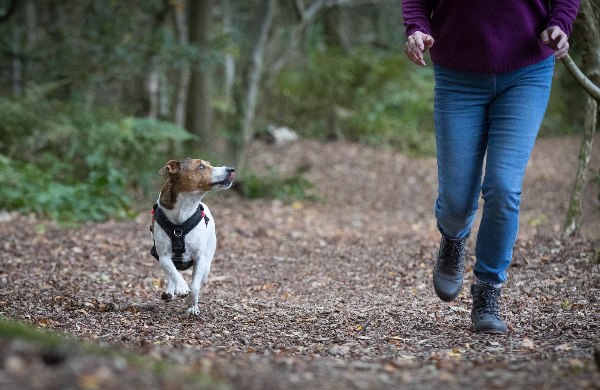 Mylo, Dawn’s tan-and-white Jack Russell, running beside her in woodland