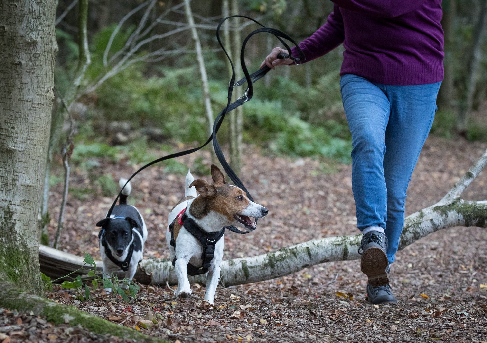 Millie and Mylo walking beside Dawn as she steps over a fallen birch